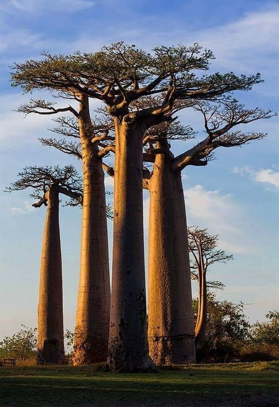 O poder silencioso do óleo de baobá